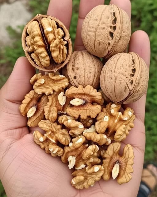 روزانہ 2 اخروٹ کھائیں — دماغی طاقت بڑھائیں