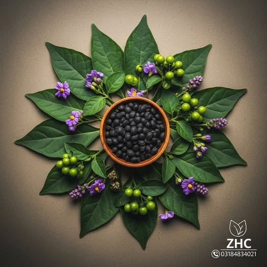 مکو دانہ (Mako Dana / Black Nightshade Seeds)