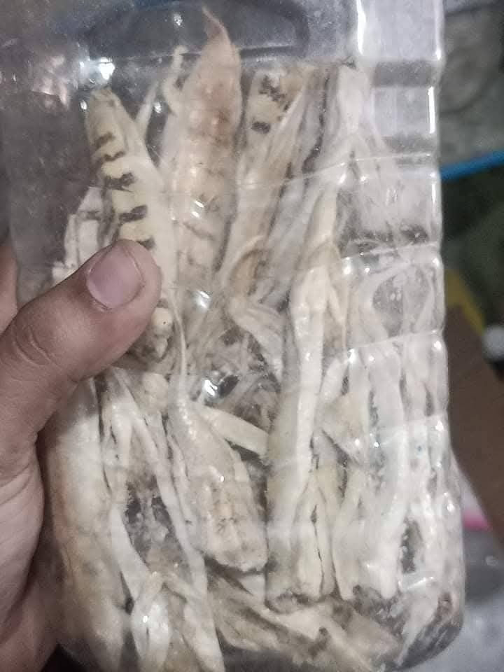 Majoon Muqavi Sultan Course