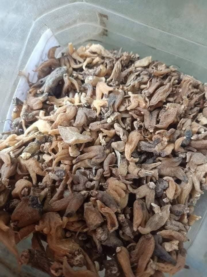 Majoon Muqavi Sultan Course