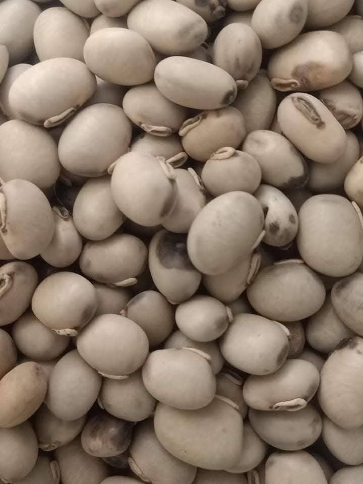 Majoon Muqavi Sultan Course