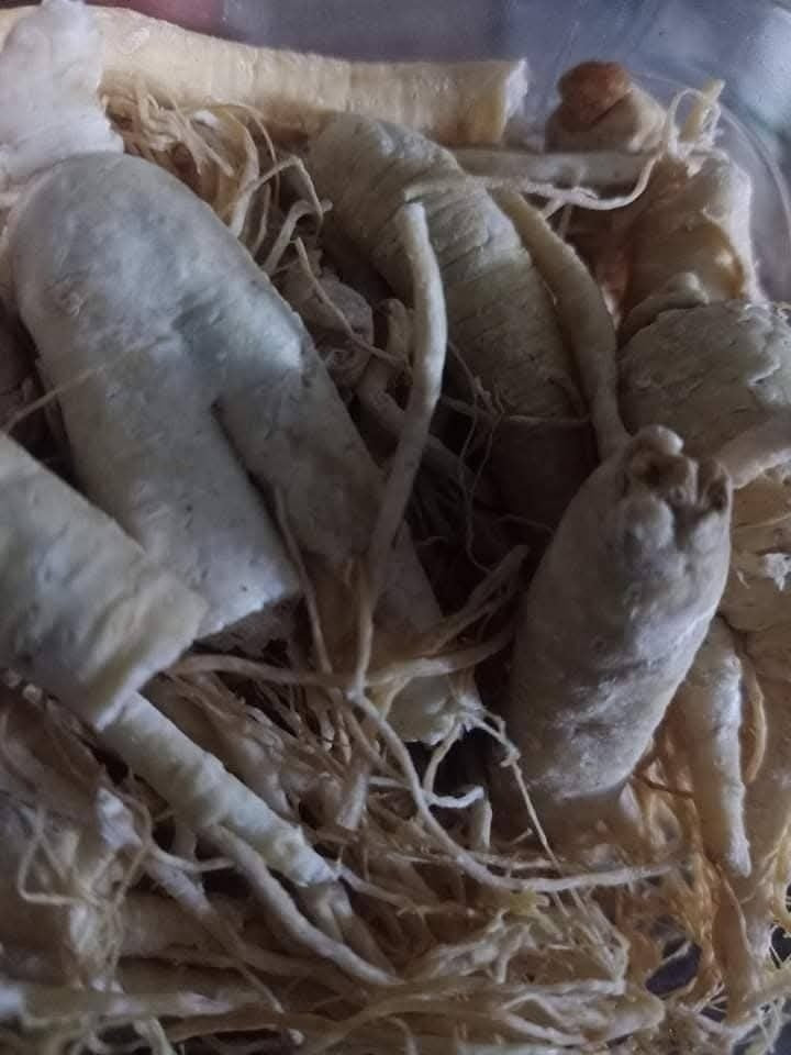 Majoon Muqavi Sultan Course